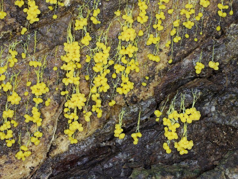 Badhamia utricularis