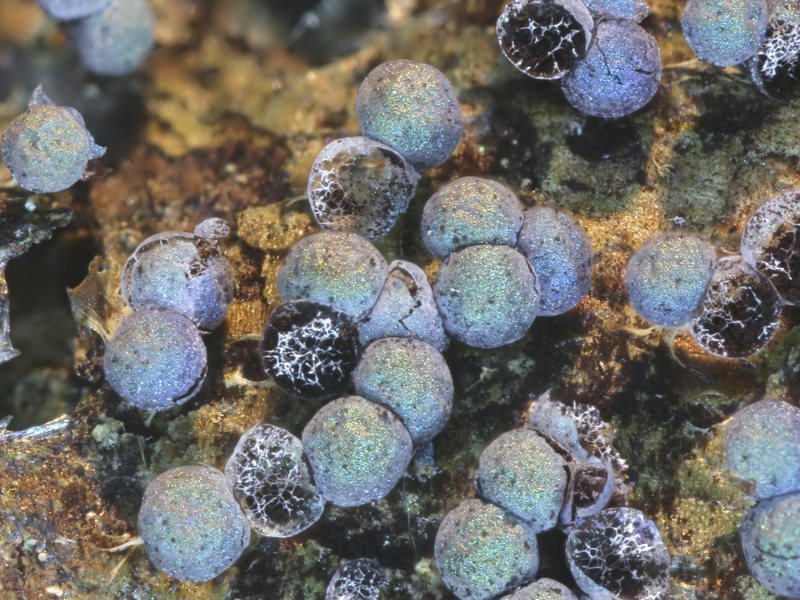 Badhamia foliicola??