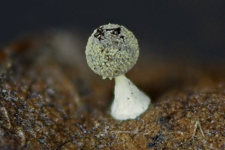 Physarum melleum f. luteum