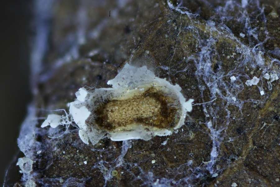 Physarum cinereum???