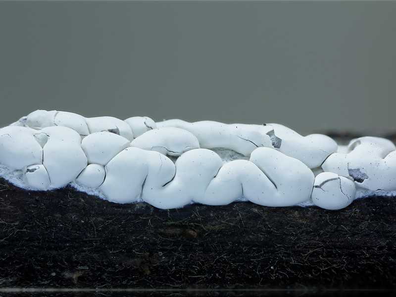 Diderma globosum var. europaeum