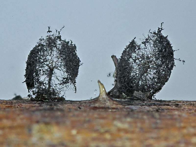 Meriderma aggregatum???