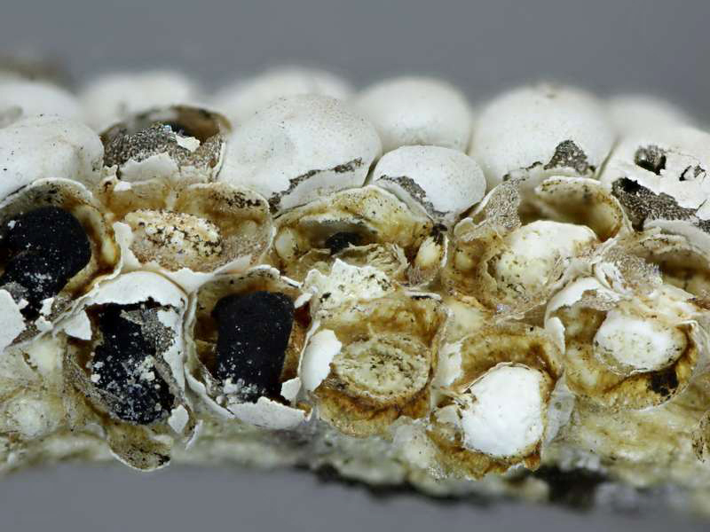 Diderma meyerae