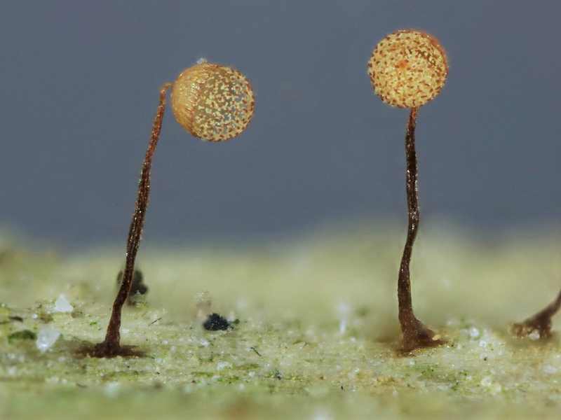 Cribraria (persoonii)??