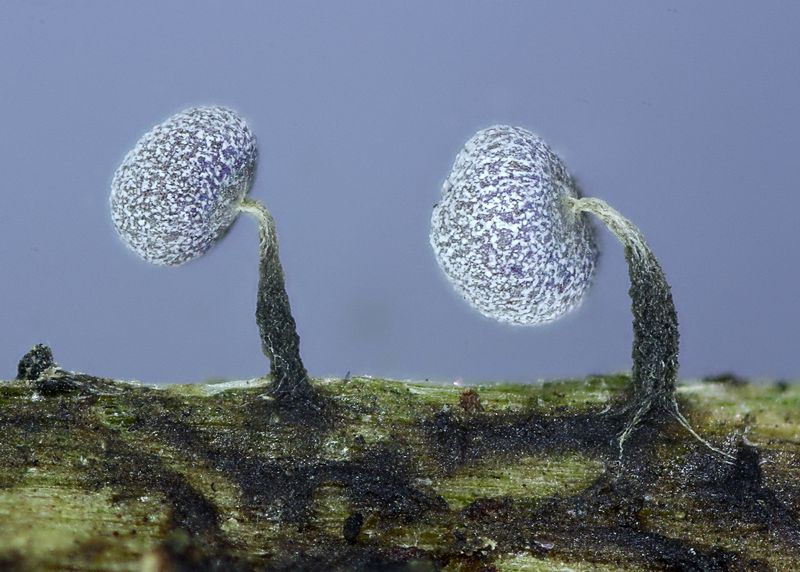 Physarum leucophaeum