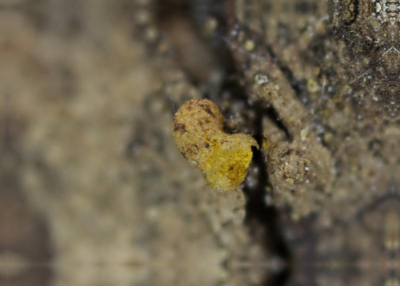 Perichaena vermicularis