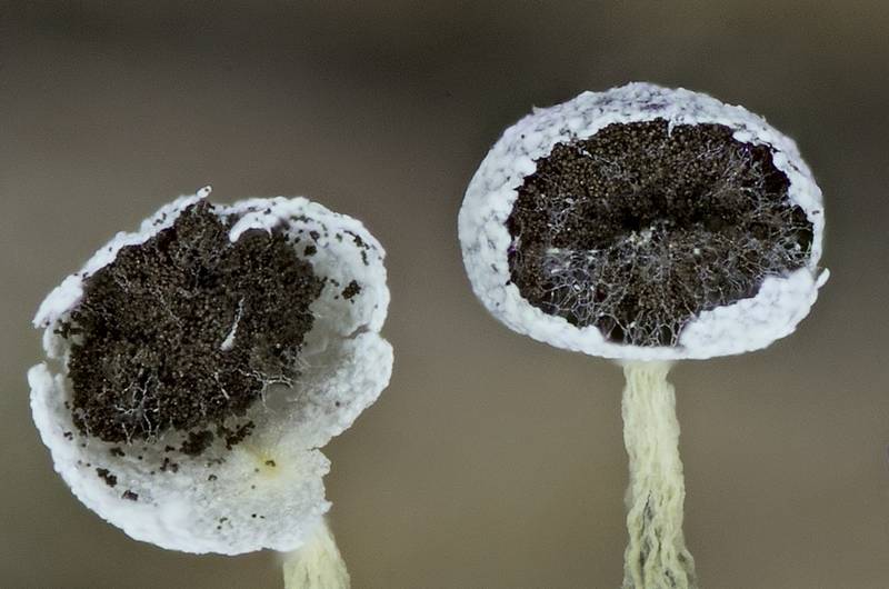 Physarum sp.