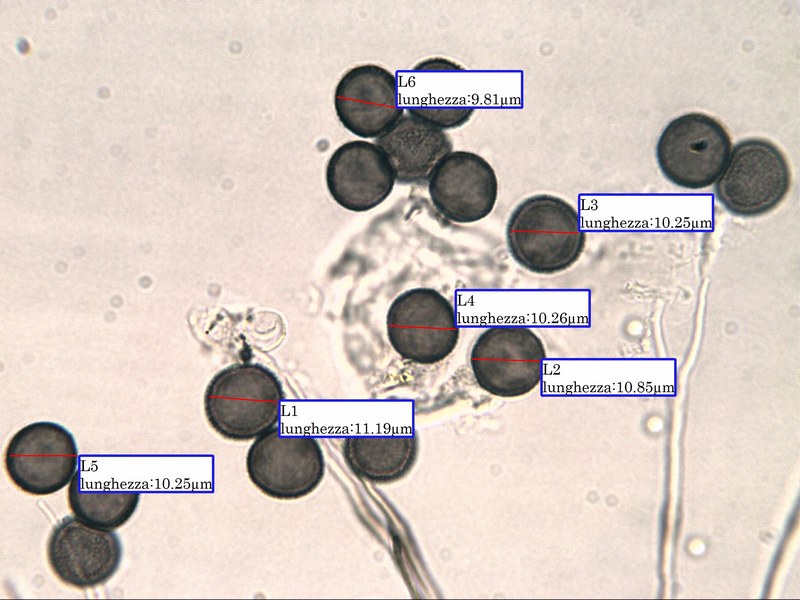 Didymium sp.