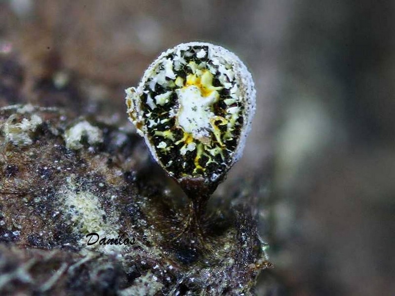 Craterium aureonucleatum