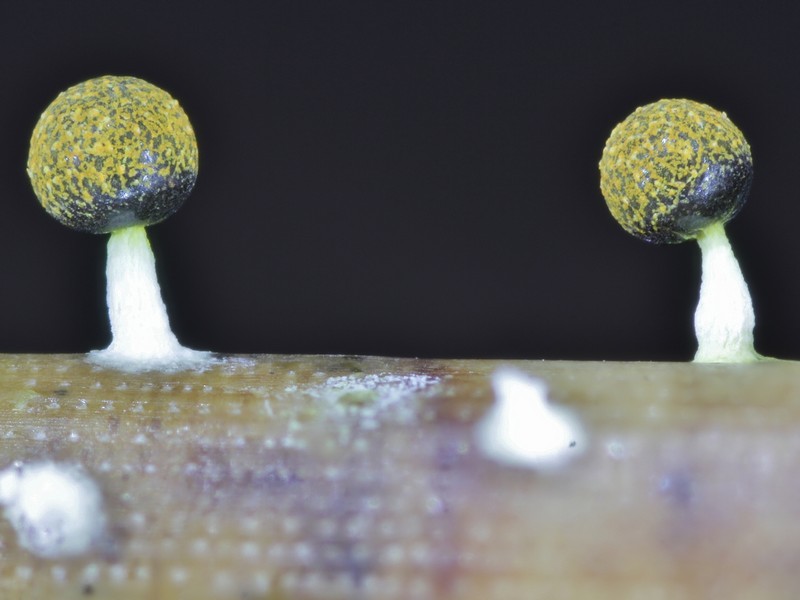 Physarum  melleum