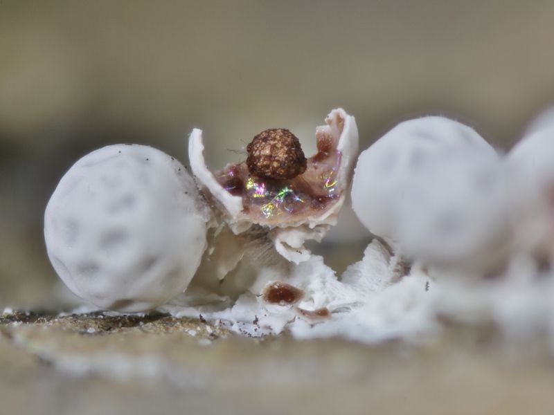 Lepidoderma sp.