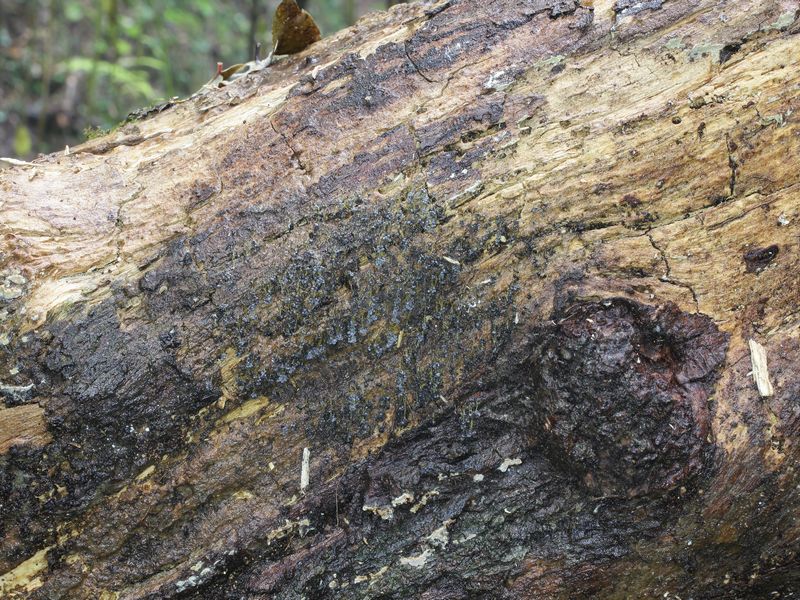 Badhamia utricularis