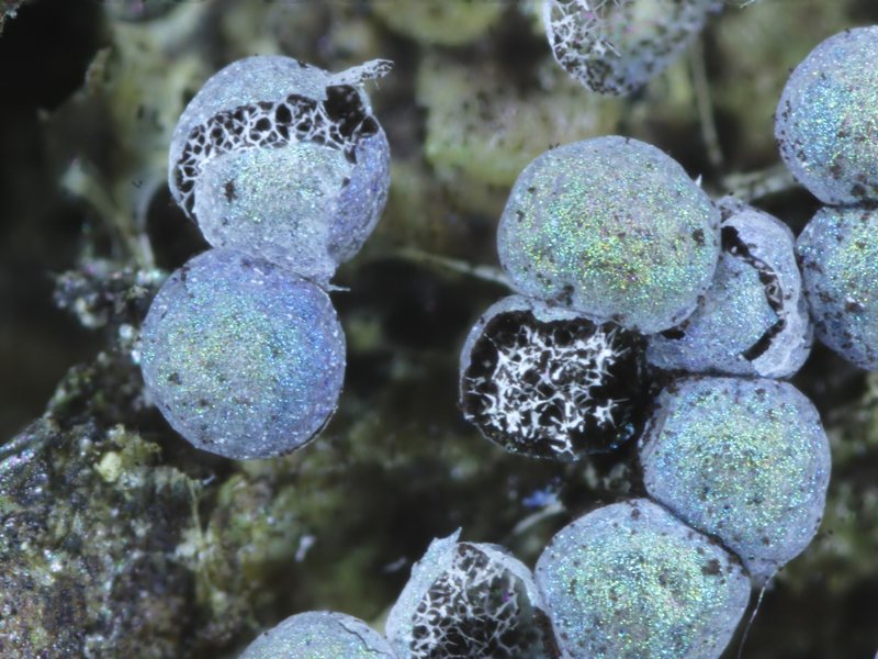 Badhamia foliicola??