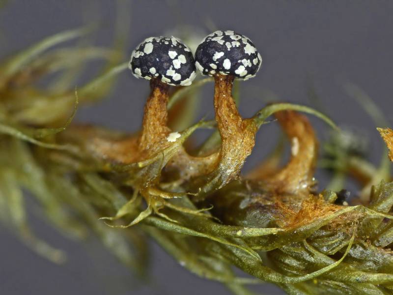 Lepidoderma tigrinum