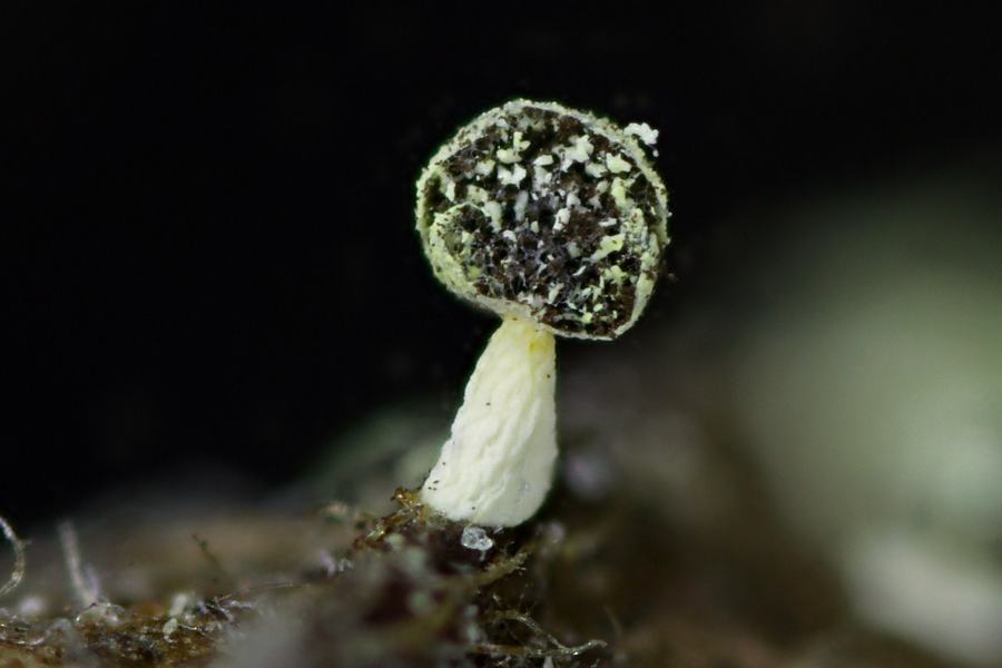 Physarum melleum f. luteum