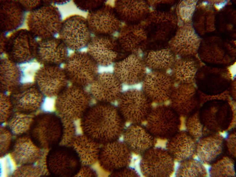 Lamproderma echinosporum