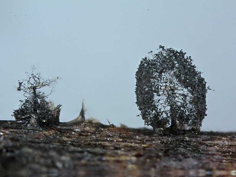 Meriderma aggregatum???