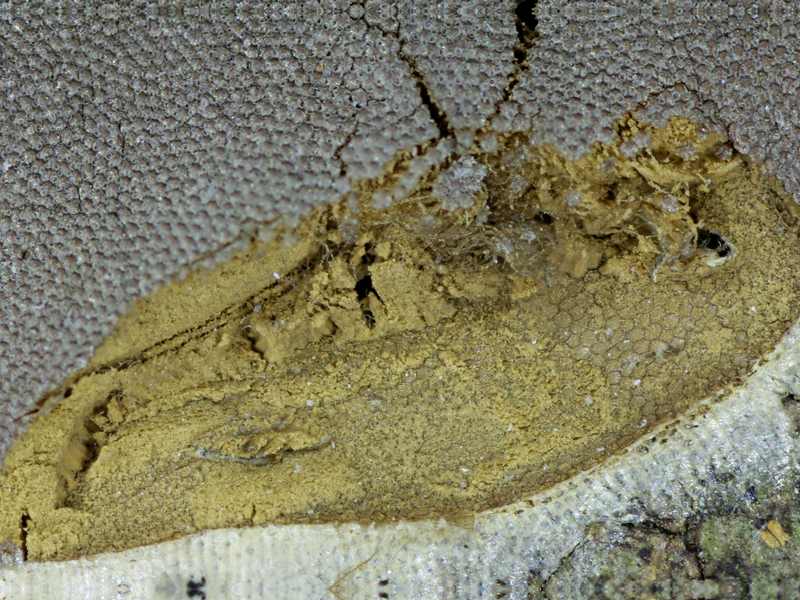 dictydiaethalium plumbeum