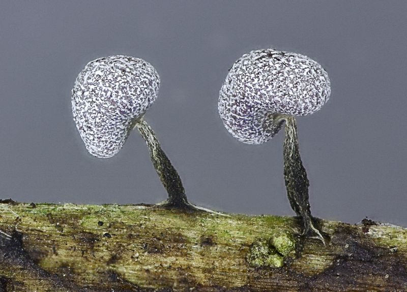 Physarum leucophaeum