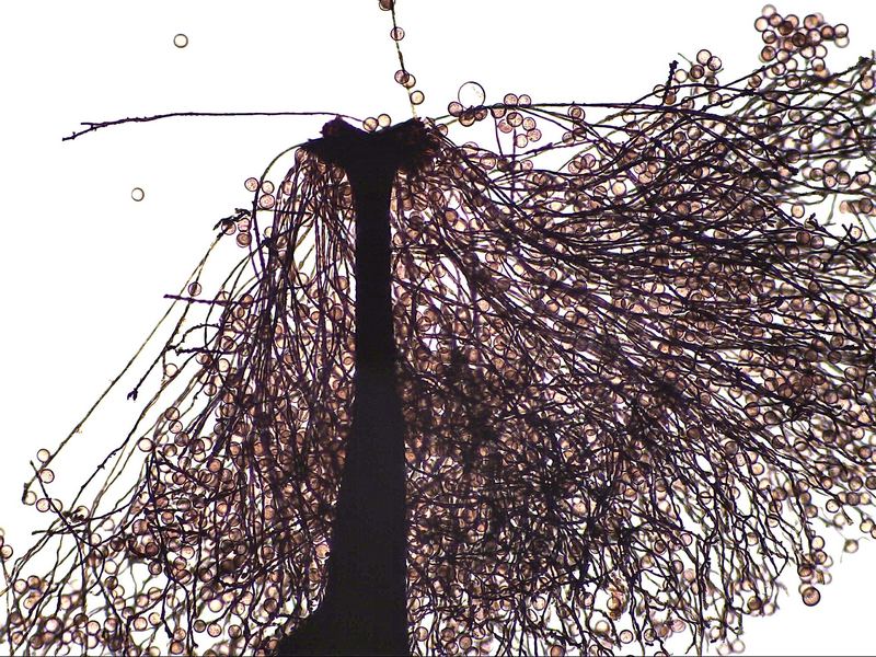 Enerthenema papillatum