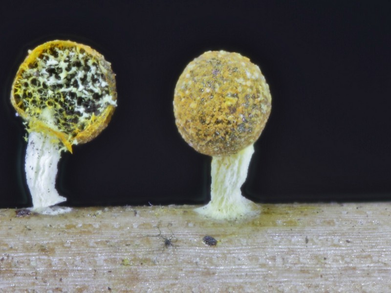Physarum  melleum