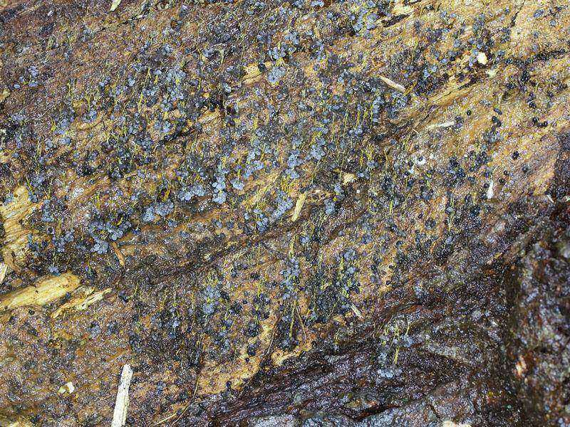 Badhamia utricularis