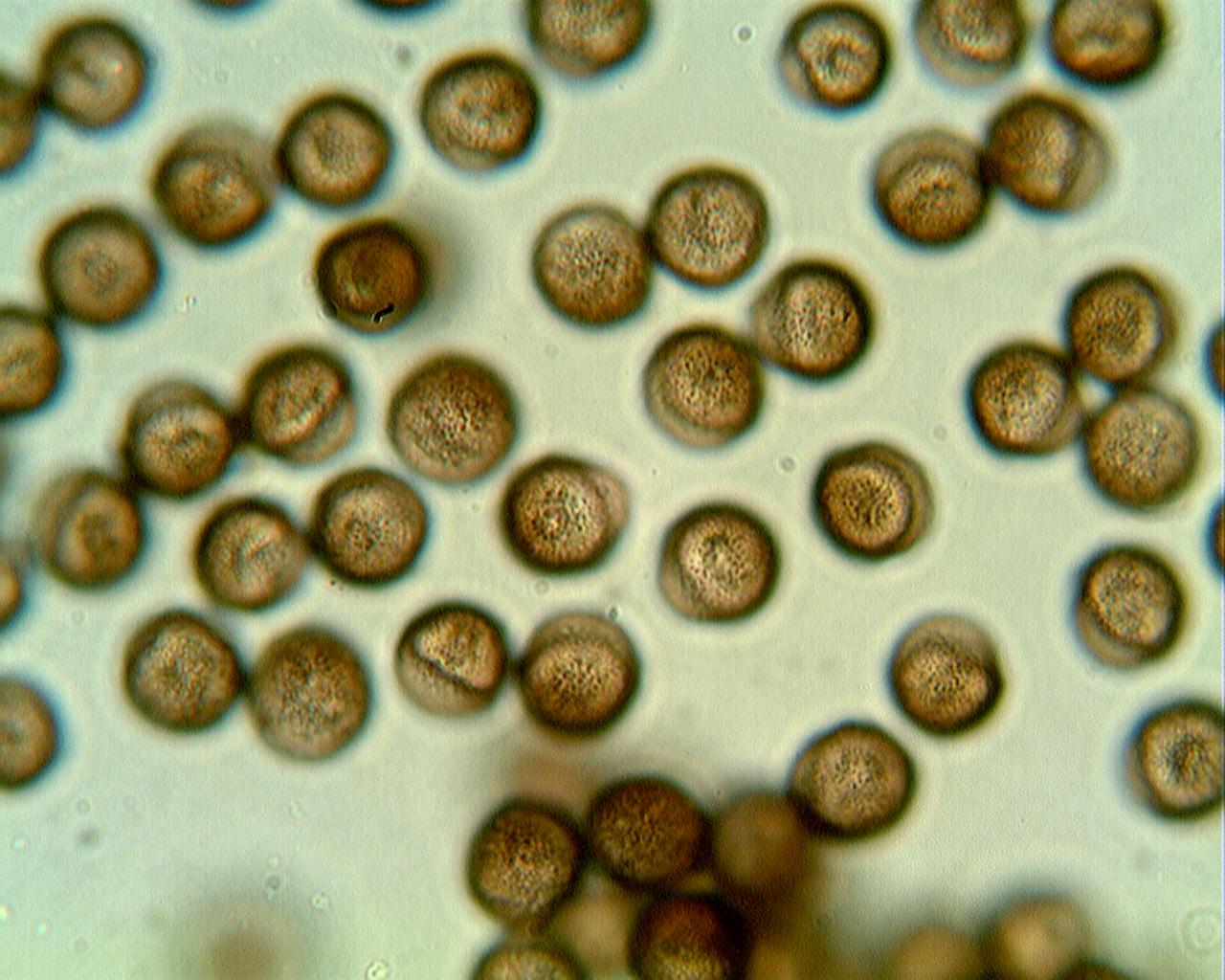 Lamproderma arcyrioides??