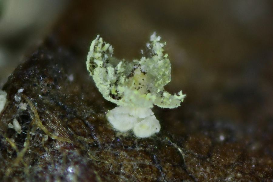 Physarum melleum f. luteum