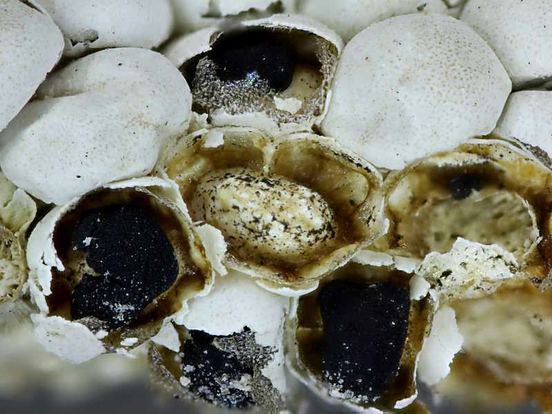 Diderma meyerae