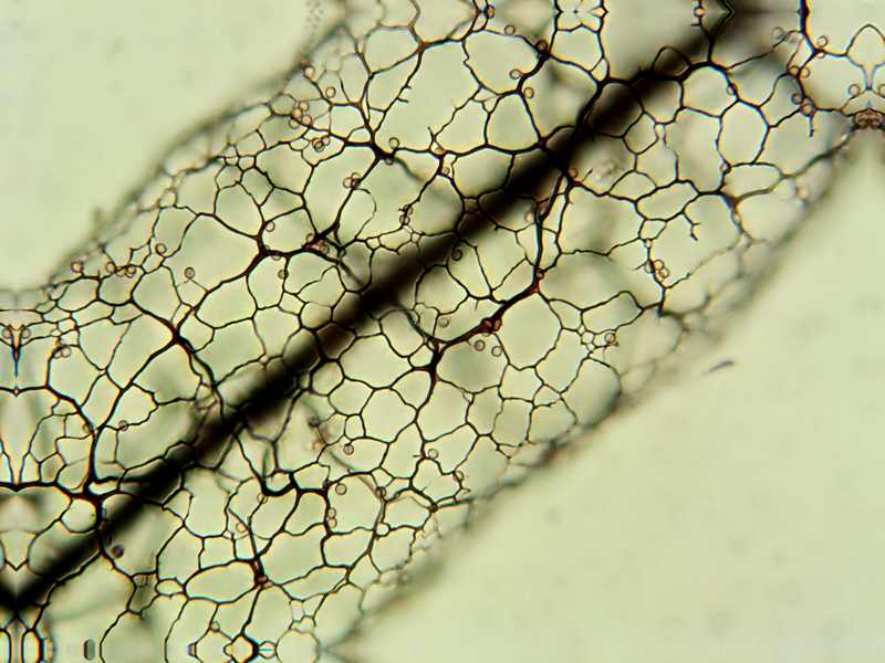 Stemonitis herbatica??