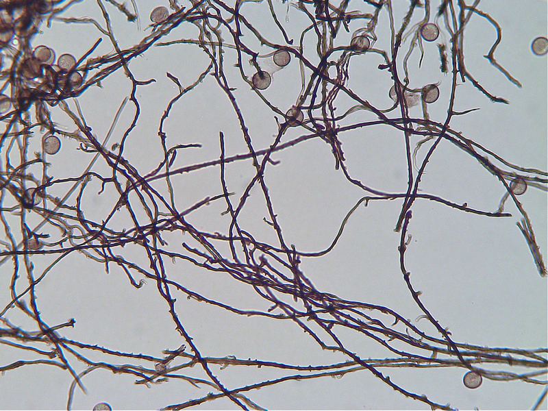 Enerthenema papillatum