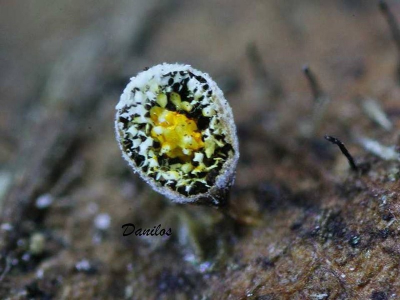 Craterium aureonucleatum