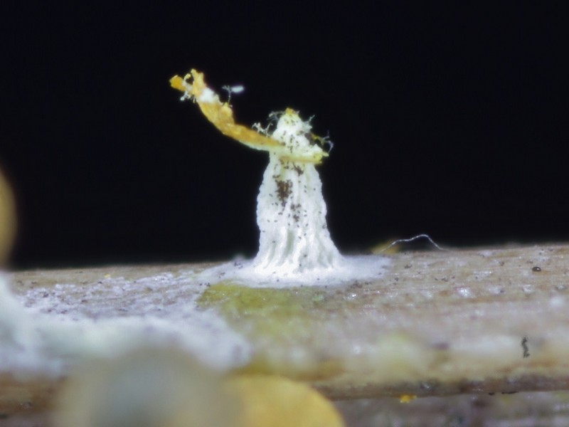 Physarum  melleum