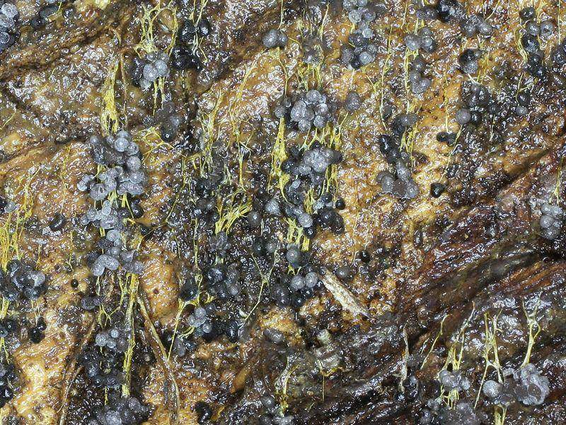 Badhamia utricularis