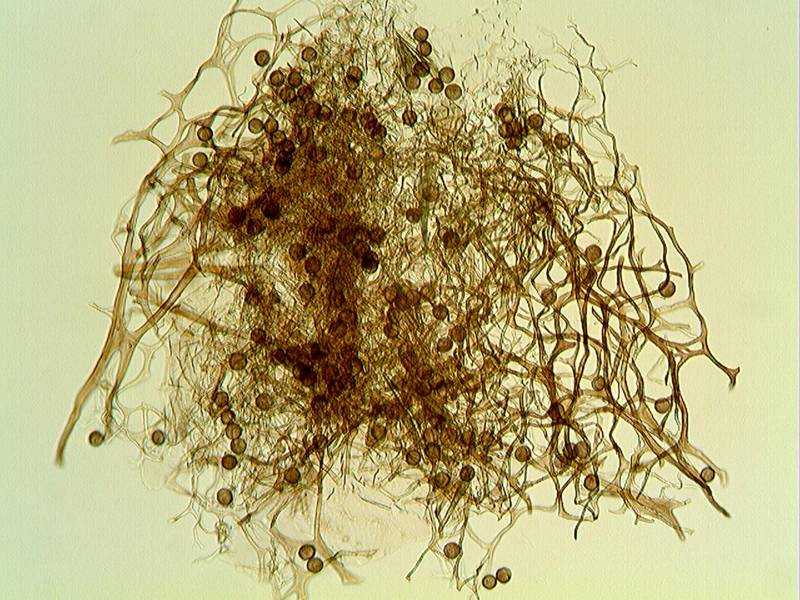 Lamproderma arcyrioides??