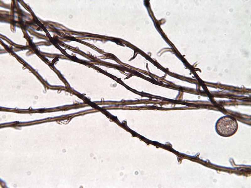 Enerthenema papillatum