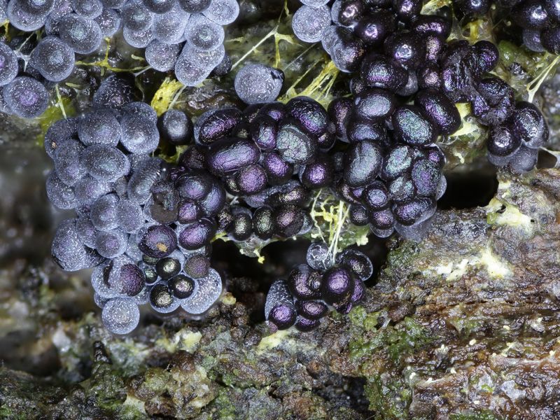 Badhamia utricularis