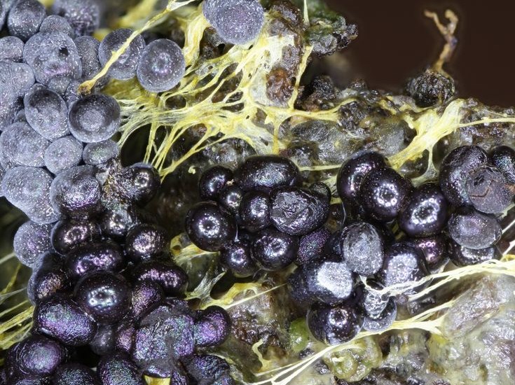 Badhamia utricularis