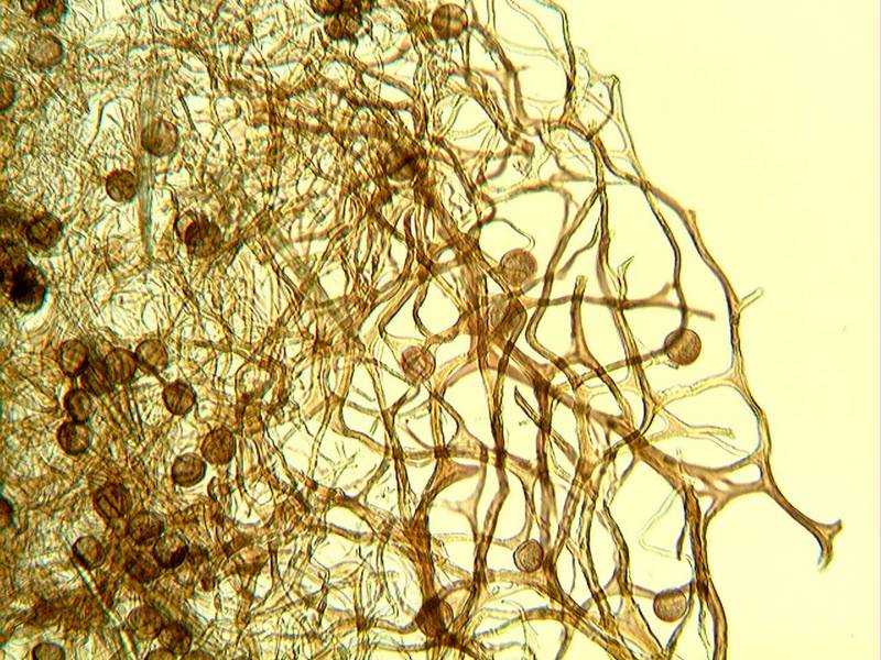 Lamproderma arcyrioides??