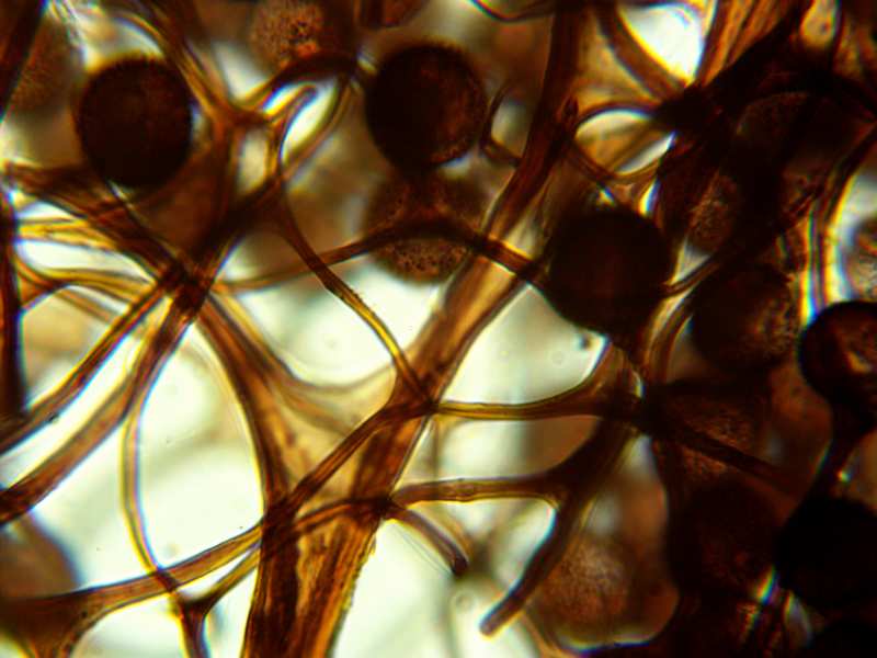 Meriderma aggregatum???