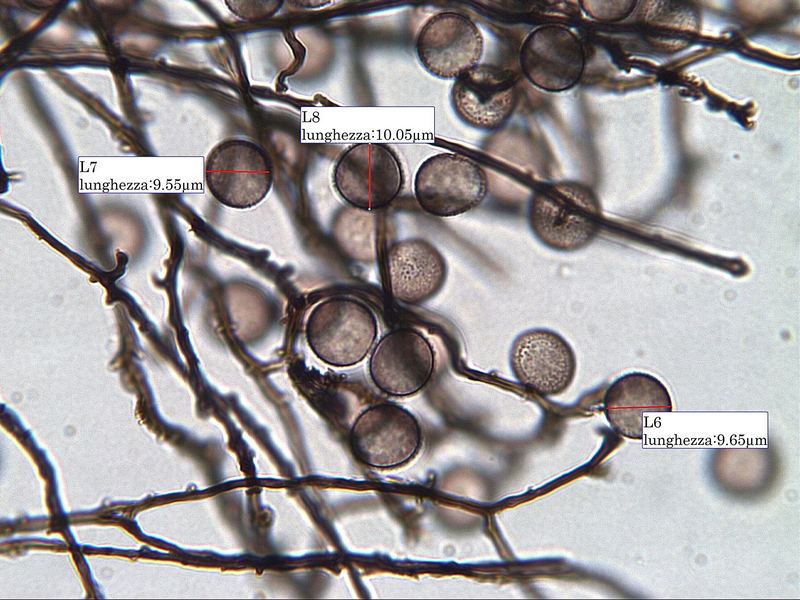 Enerthenema papillatum