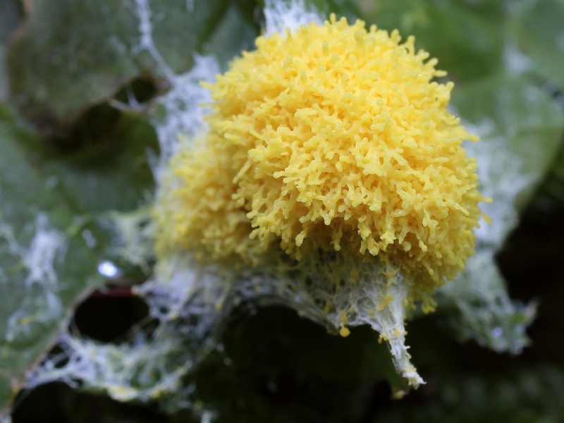 posto qui, ma in realt� non so... (Fuligo septica?)