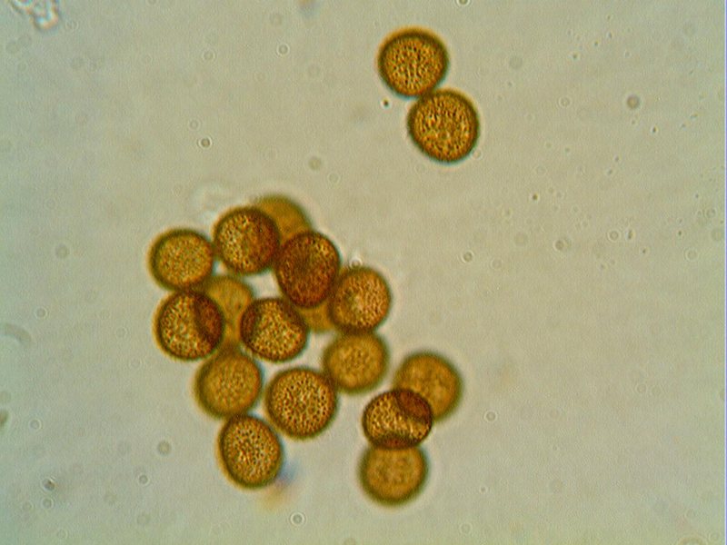 Badhamia foliicola??