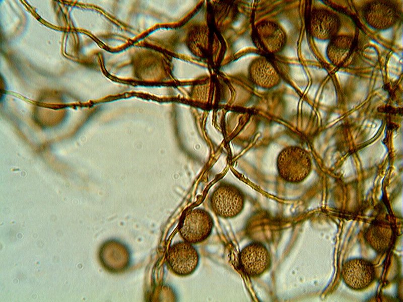 Escursione Monte Baldo 4