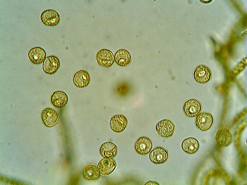 Escursione Monte Baldo 2
