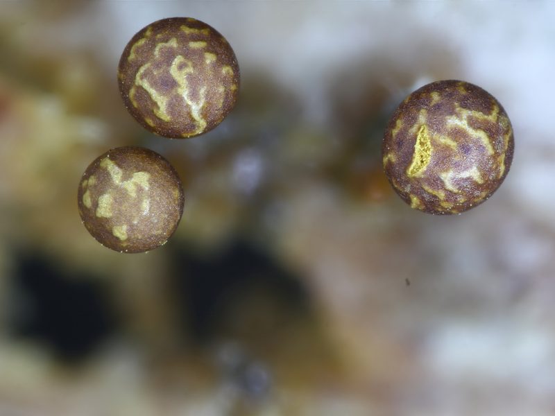 Trichia botrytis