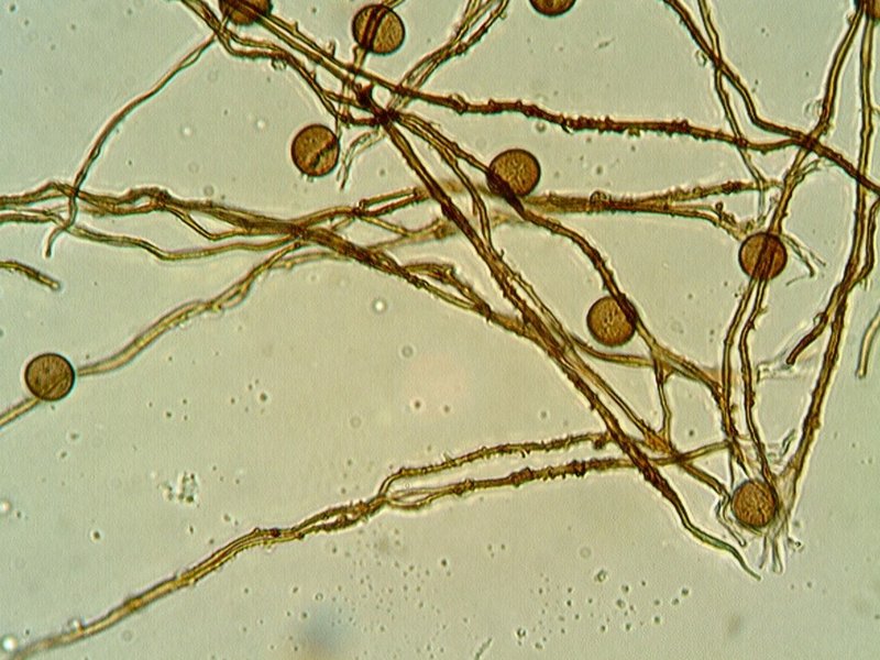 Escursione Monte Baldo 4