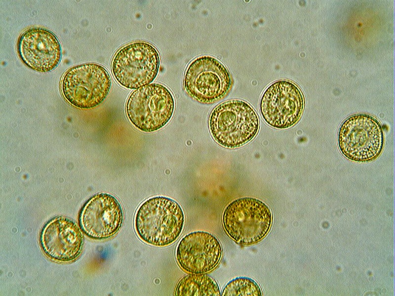 Escursione Monte Baldo 2