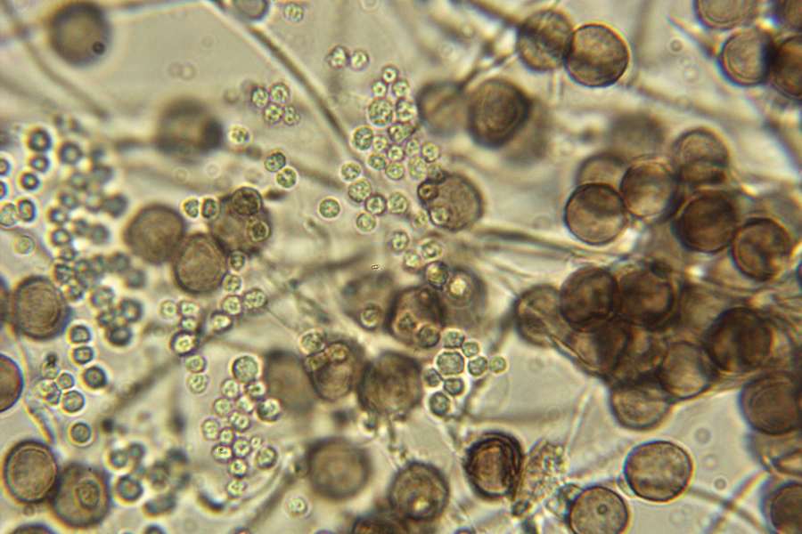 Physarum cinereum???