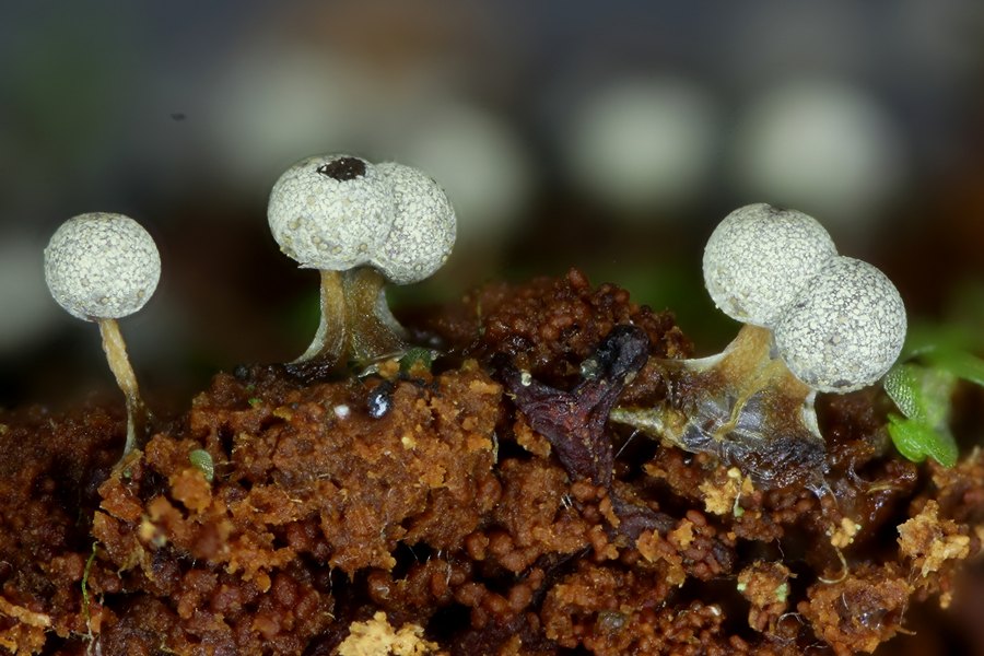 Physarum globuliferum